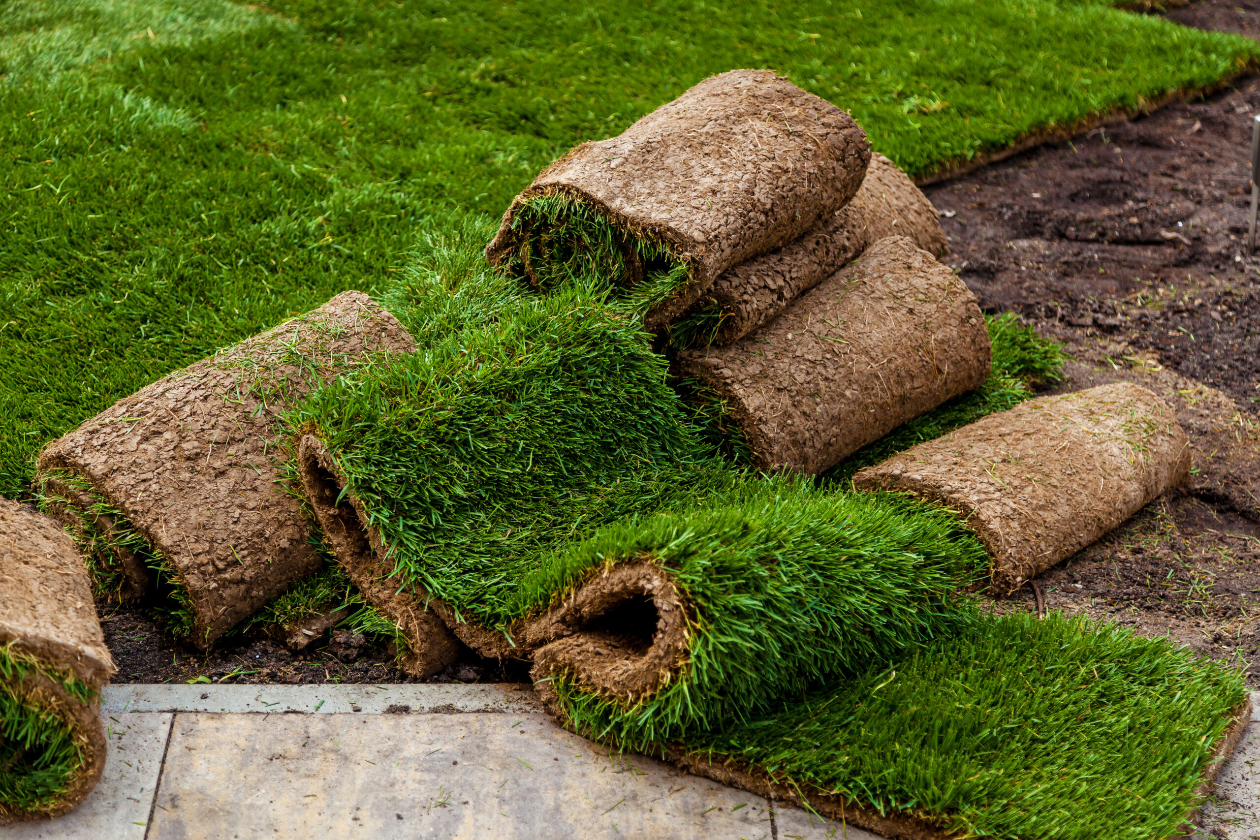 buy native turf seeds