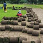 Transform Your Lawn Naturally: Best Places to Buy Native Turf Seeds