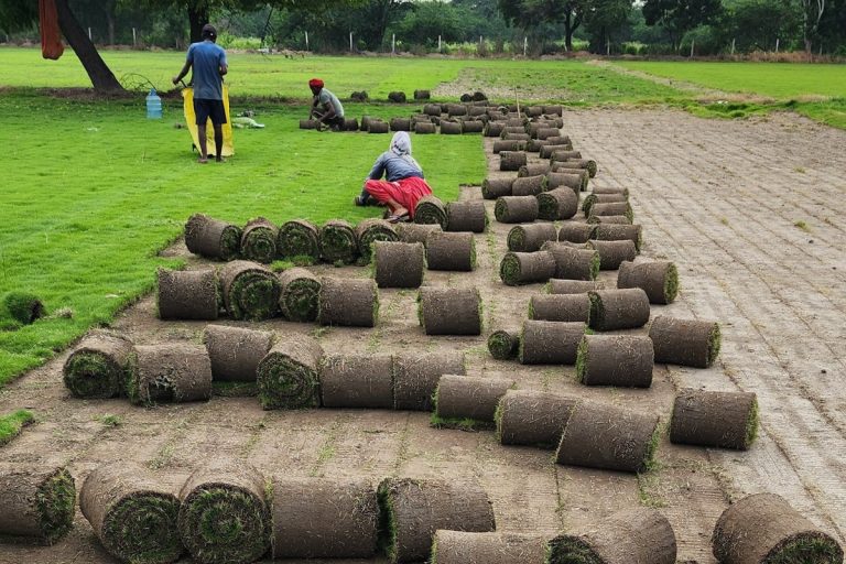 Transform Your Lawn Naturally: Best Places to Buy Native Turf Seeds